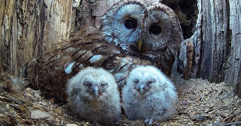 Des Chouettes Hulottes Sauvages Adoptent 6 Chouettes Orphelines MEDIABLOG Des Chouettes Hulottes Sauvages Adoptent 6 Chouettes Orphelines MEDIABLOG